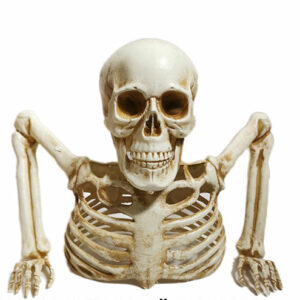 SKELETON UPPER BODY/EACH